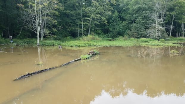 ducks on a log or tree in murky lake or pond