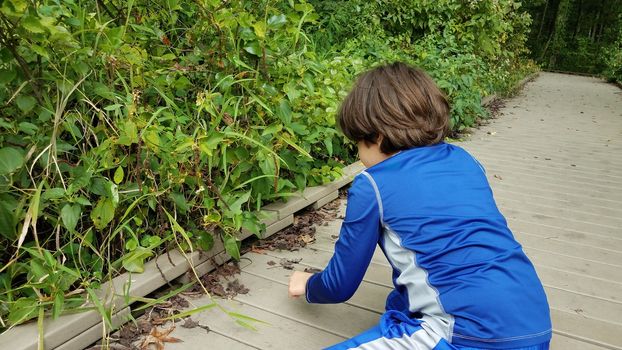 boy child on wood boardwalk touching newt or salamander with plants