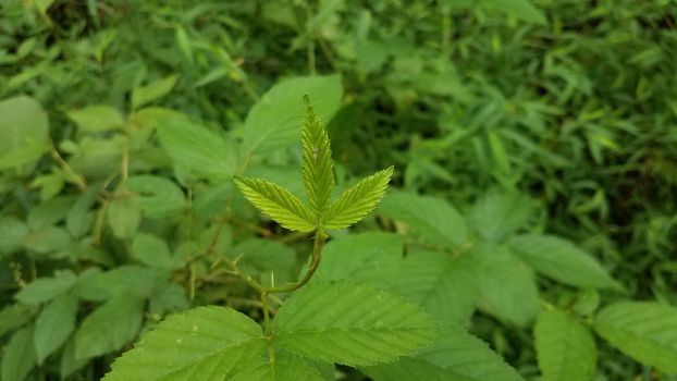 poison ivy plant weed with green leaves and thorns