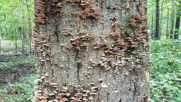 mushrooms and fungus growing on decomposing tree trunk