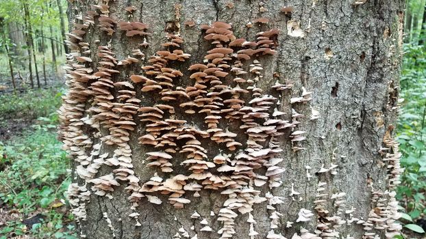 mushrooms and fungus growing on decomposing tree trunk