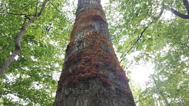 mushrooms and fungus growing on decomposing tree trunk