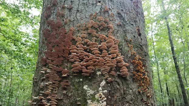 mushrooms and fungus growing on decomposing tree trunk