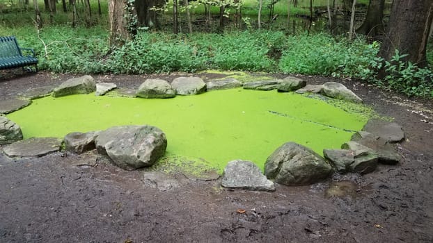 small pond with water and green plants and rocks