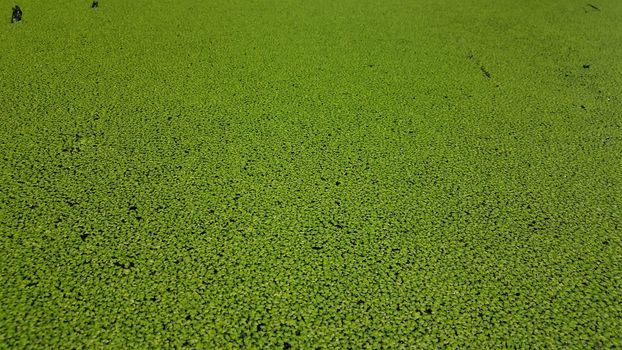 small plants with green leaves floating in water
