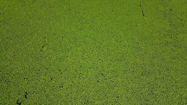 small plants with green leaves floating in water