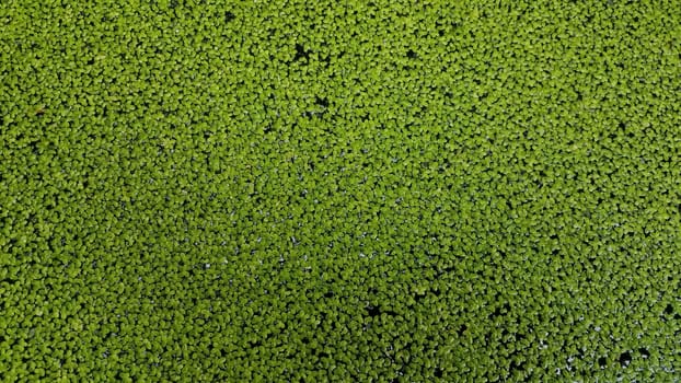 small plants with green leaves floating in water