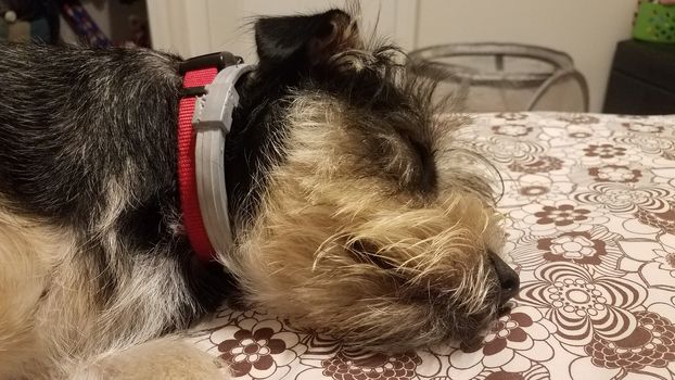 small black and white dog sleeping on bed sheets