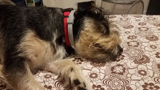 small black and white dog sleeping on bed sheets