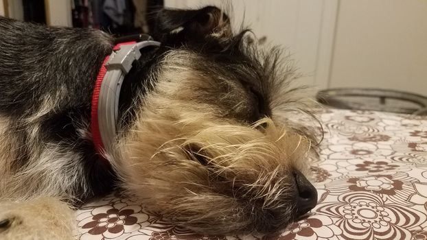 small black and white dog sleeping on bed sheets