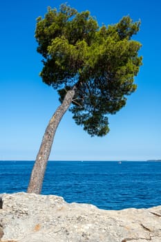 Lonely pine tree by the sea seen in Croatia