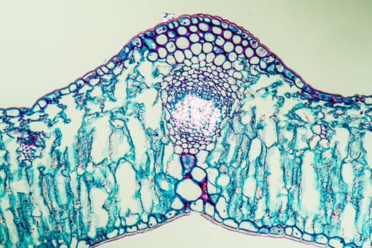 Linguster leaf cross section under the microscope 200x