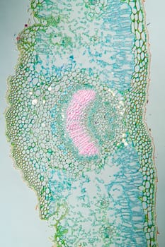 Weed leaf cross section under the microscope 100x