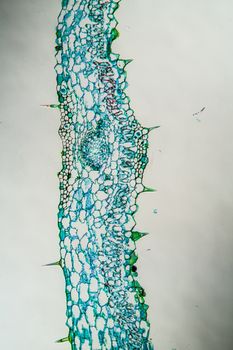 Hogweed with leaves in cross section 100x