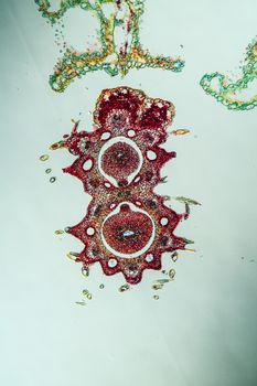 Yarrow flowers under the microscope across 100x