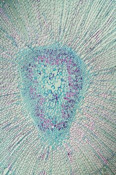 Silk bast branch in cross section 100x