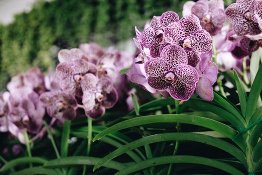 blooming purple orchid flower bouquet for decoration