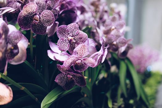 blooming purple orchid flower bouquet for decoration