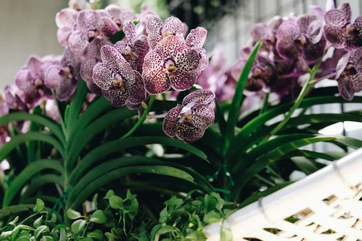blooming purple orchid flower bouquet for decoration
