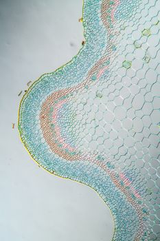 Ribwort stalk in cross section 100x