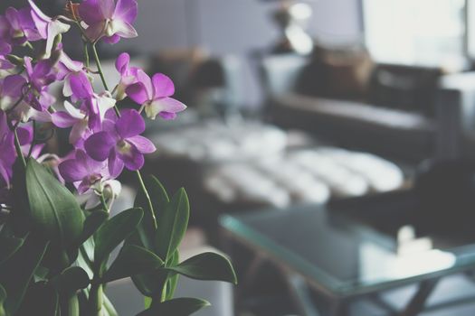 blooming purple orchid flower bouquet for decorating in living room