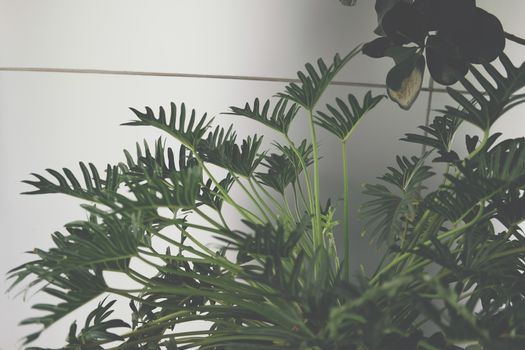green monstera leaves. philodendron split leaf. tropical plant growing in pot