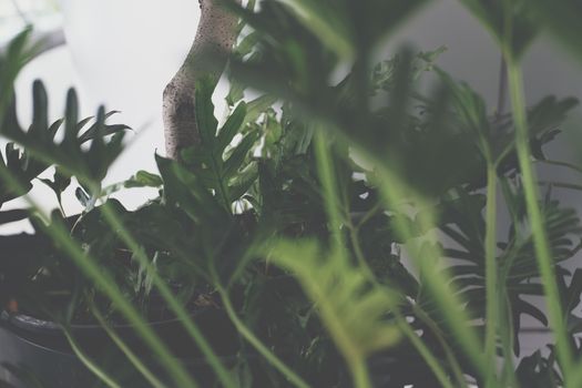 green monstera leaves. philodendron split leaf. tropical plant growing in pot