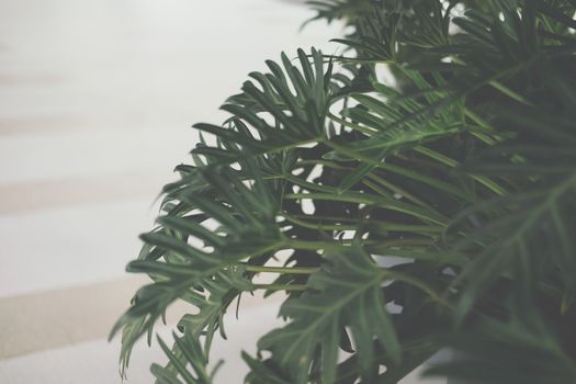 green monstera leaves. philodendron split leaf. tropical plant growing in pot