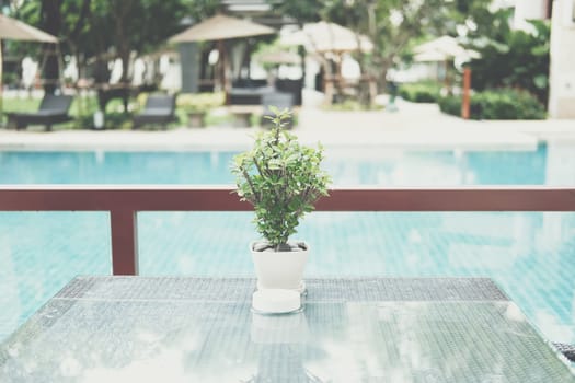 thorn plant in pot decorating on table near swimming pool in hotel resort