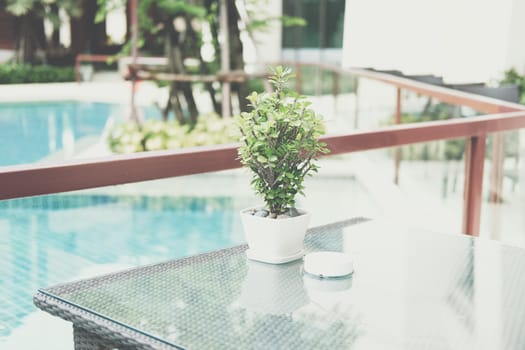 thorn plant in pot decorating on table near swimming pool in hotel resort