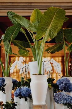 green plant leaves and hydrangea flower arrangement for decoration