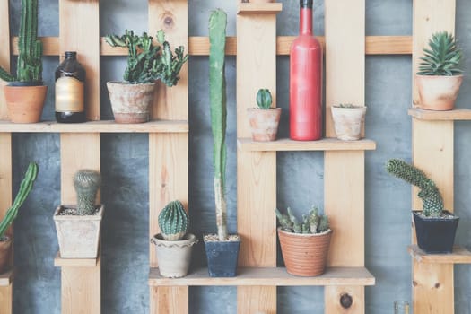 succulent cactus plant houseplant decorating on wooden shelf