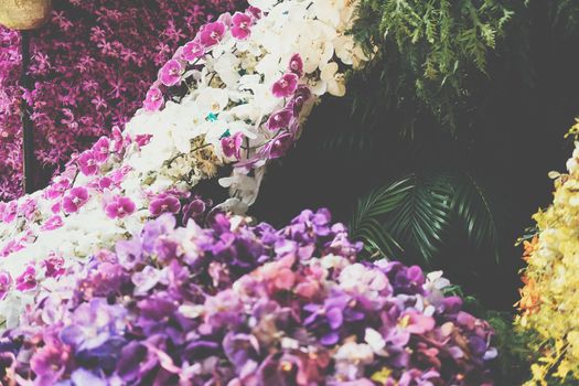 blooming purple orchid flower blossom for decoration