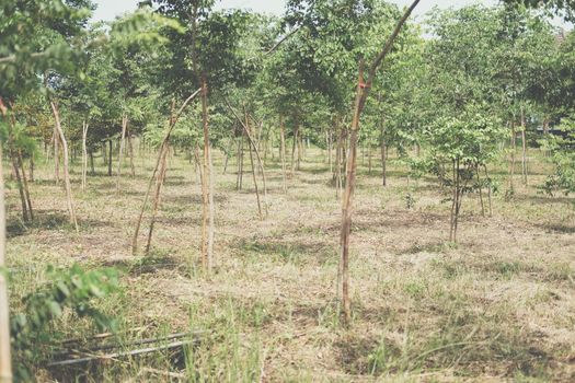 growing siamese rosewood tracwood tree in farmland. Dalbergia cochinchinensis forestry