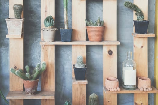 succulent cactus plant houseplant decorating on wooden shelf