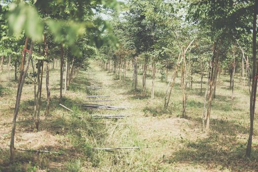 growing siamese rosewood tracwood tree in farmland. Dalbergia cochinchinensis forestry