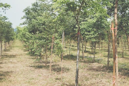 growing siamese rosewood tracwood tree in farmland. Dalbergia cochinchinensis forestry