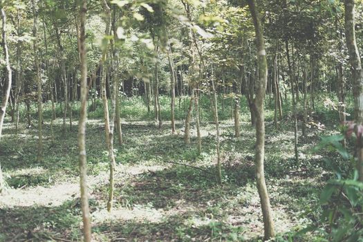 growing siamese rosewood tracwood tree in farmland. Dalbergia cochinchinensis forestry