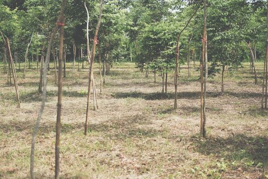 growing siamese rosewood tracwood tree in farmland. Dalbergia cochinchinensis forestry