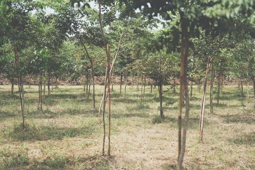 growing siamese rosewood tracwood tree in farmland. Dalbergia cochinchinensis forestry
