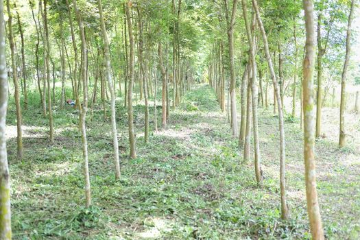 growing siamese rosewood tracwood tree in farmland. Dalbergia cochinchinensis forestry