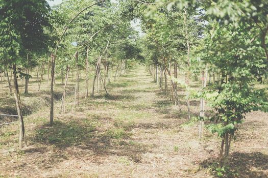 growing siamese rosewood tracwood tree in farmland. Dalbergia cochinchinensis forestry
