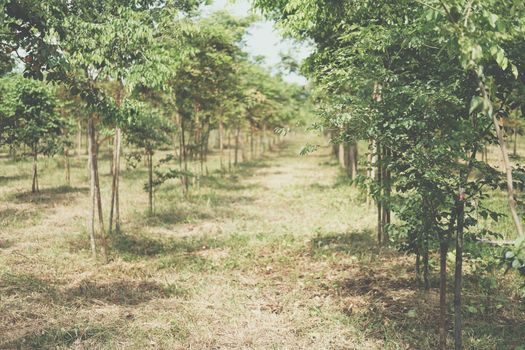 growing siamese rosewood tracwood tree in farmland. Dalbergia cochinchinensis forestry
