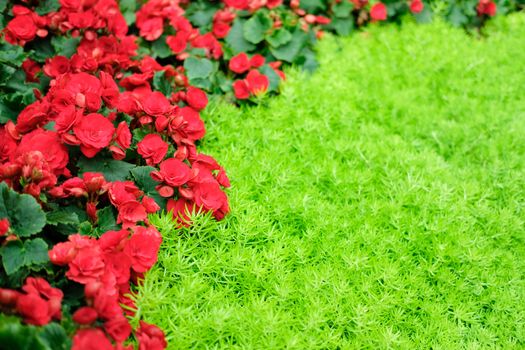 red blooming begonia plant growing in flower garden