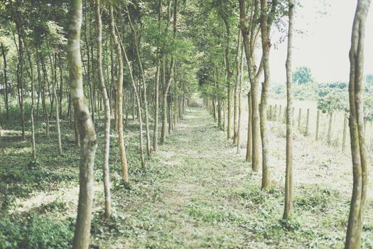 growing siamese rosewood tracwood tree in farmland. Dalbergia cochinchinensis forestry