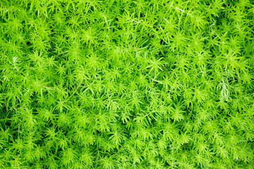green natural leaves plant nature texture background abstract