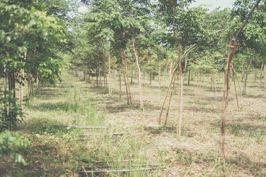 growing siamese rosewood tracwood tree in farmland. Dalbergia cochinchinensis forestry