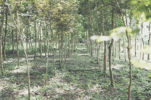 growing siamese rosewood tracwood tree in farmland. Dalbergia cochinchinensis forestry