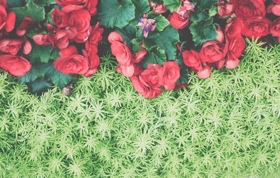 green natural leaves plant & red begonia flower. nature texture background abstract