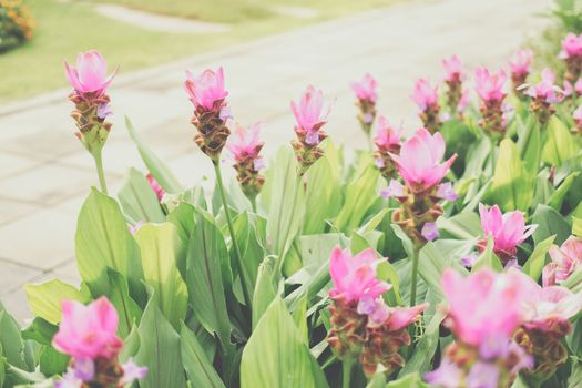 pink siam tulip flower garden field. Curcuma alismatifolia